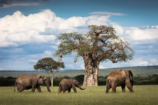 TANZANIA EXPRESS: TARANGIRE & NGORONGORO